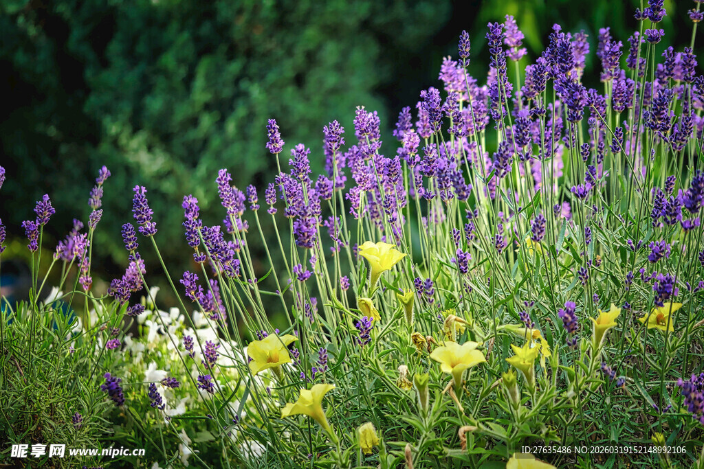 紫色薰衣草与多彩花卉景观