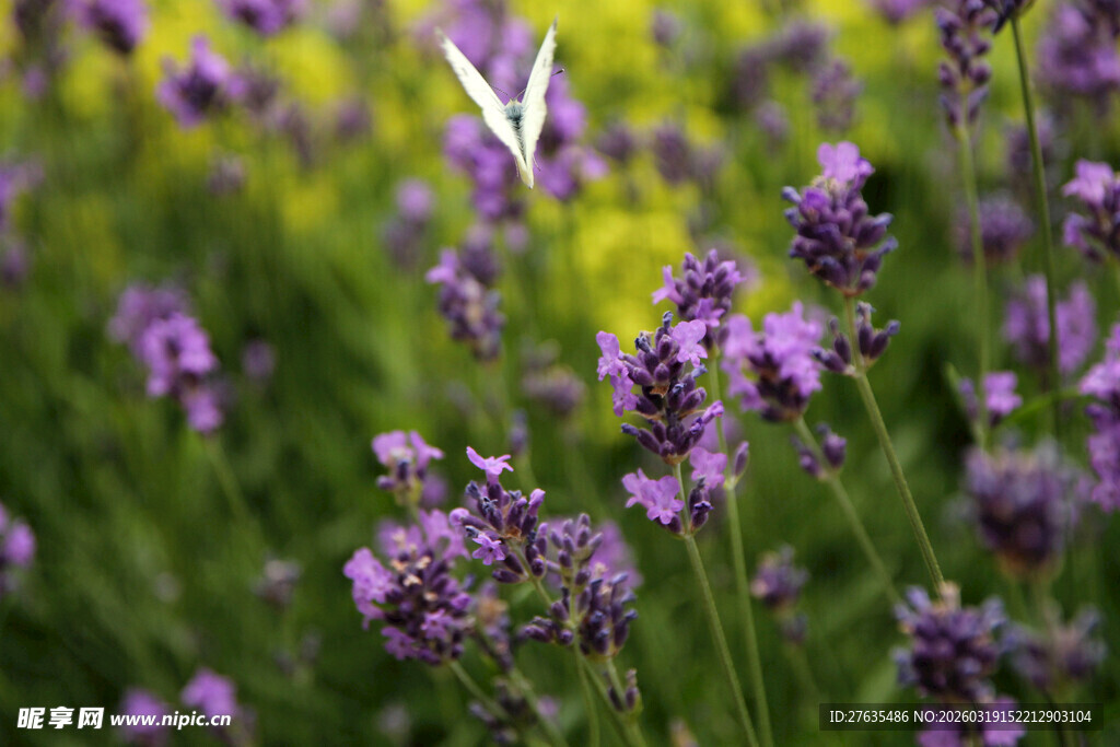 紫色薰衣草花丛中的飞鸟