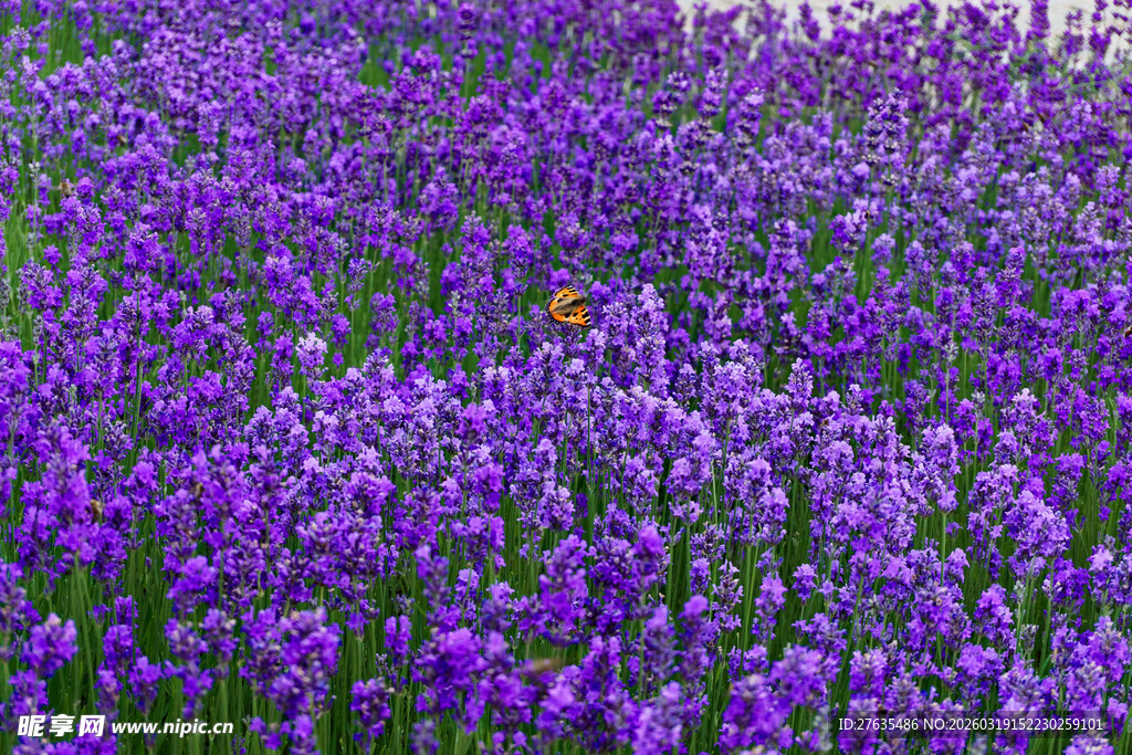 紫色鸢尾花海浪漫绽放