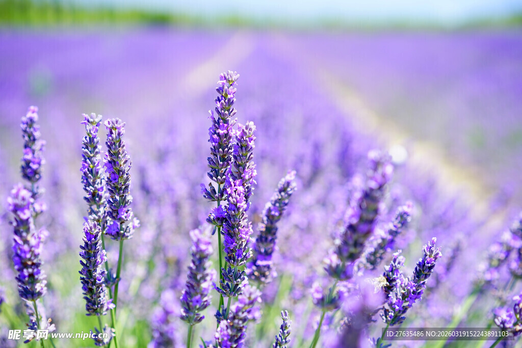 浪漫紫色薰衣草花海