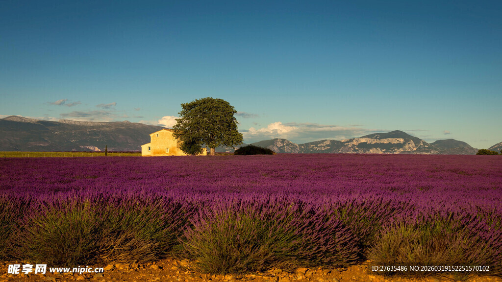 紫色花田中的孤独小屋