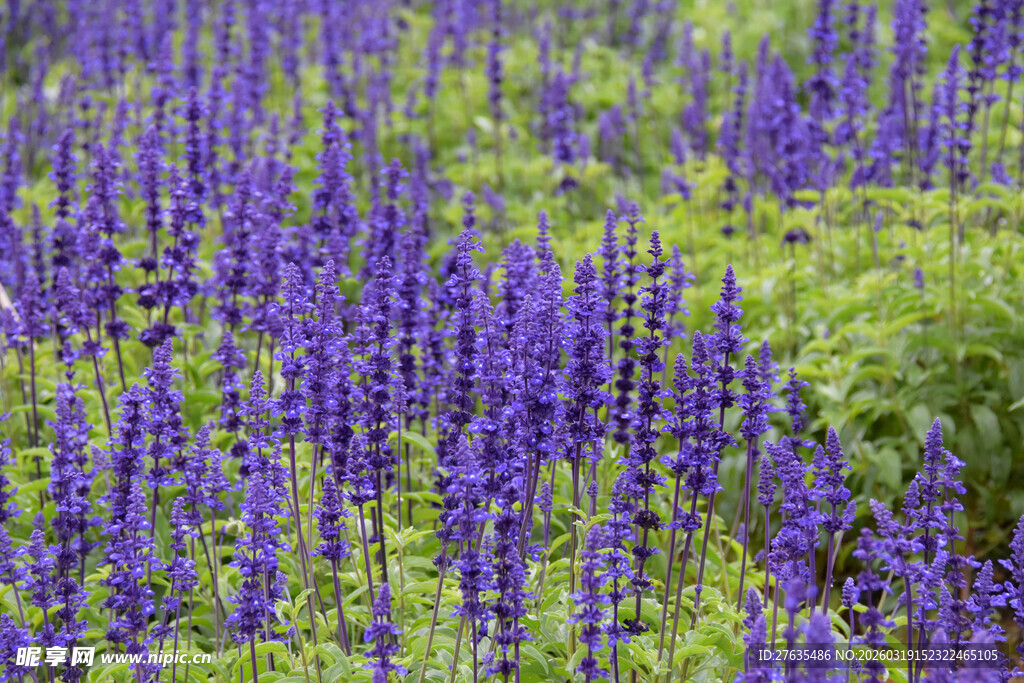 紫色鼠尾草花海美景