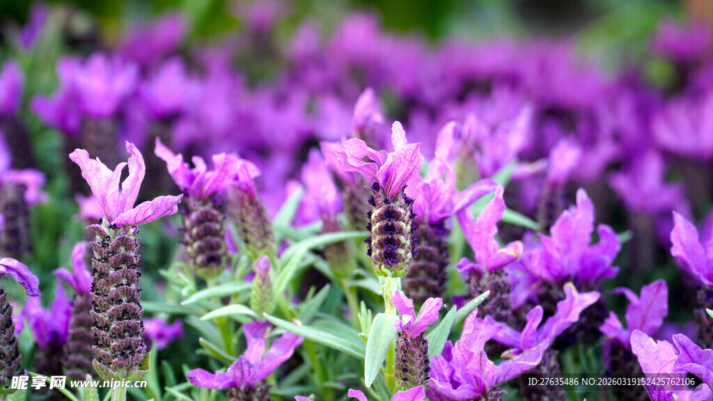 紫色花丛绽放的美丽