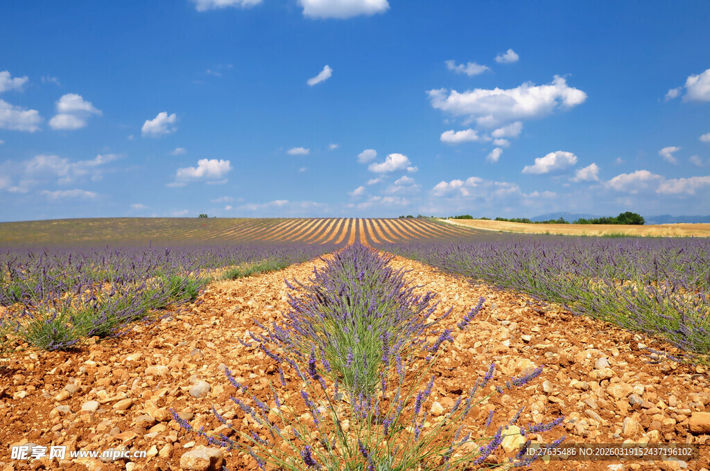 紫色薰衣草田的田园风光