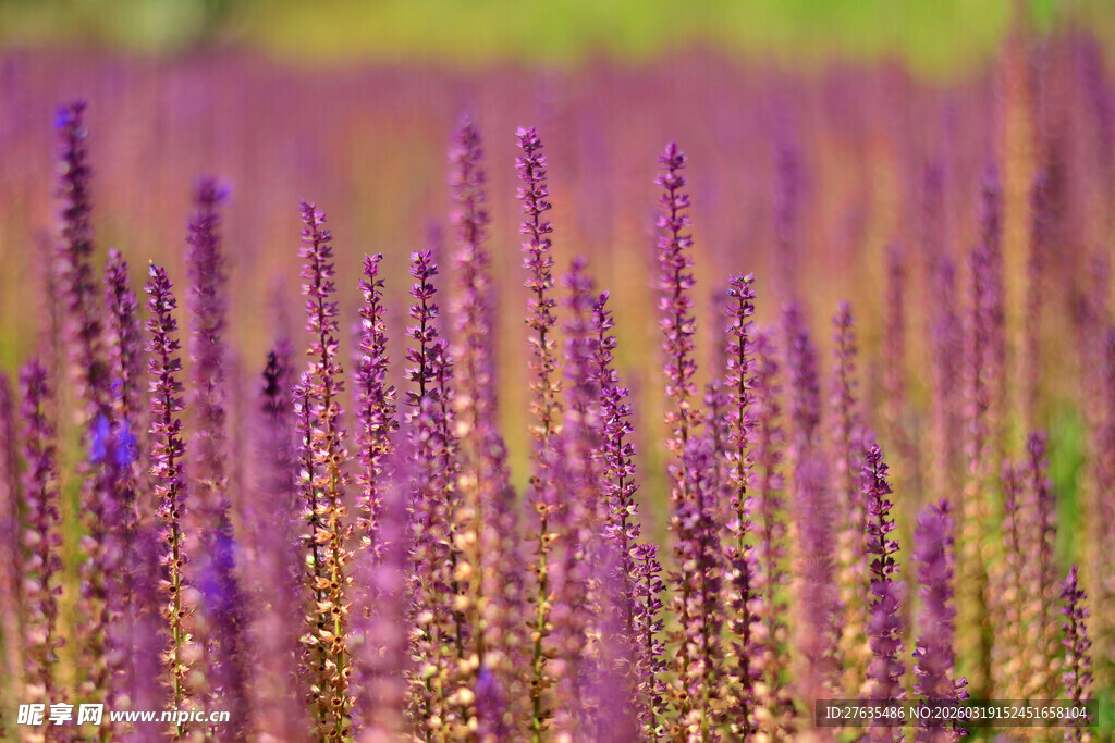 紫色花海美景