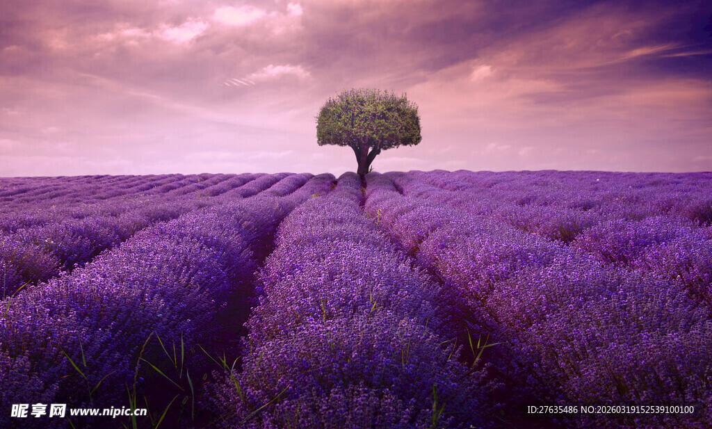 紫色薰衣草田中的孤独树