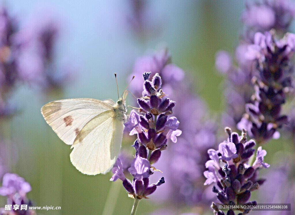 蝴蝶停驻在紫色薰衣草上