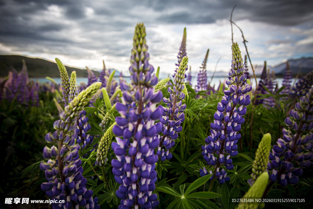 紫色羽扇豆花绽放美景