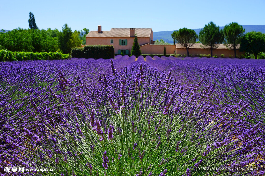 紫色薰衣草花田浪漫景致