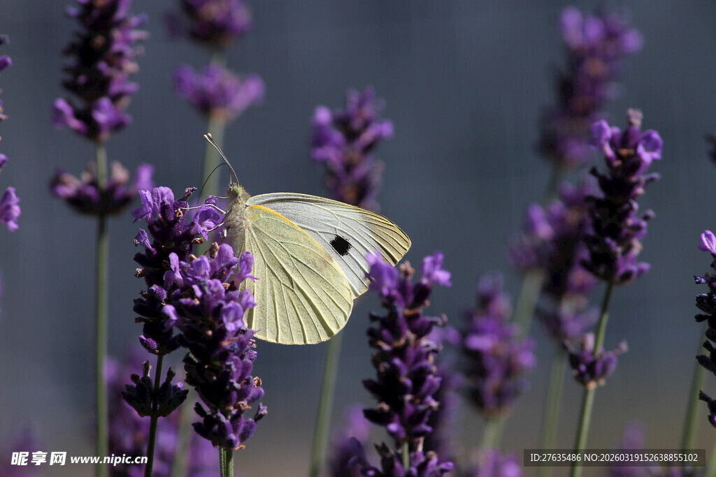 薰衣草上的蝴蝶