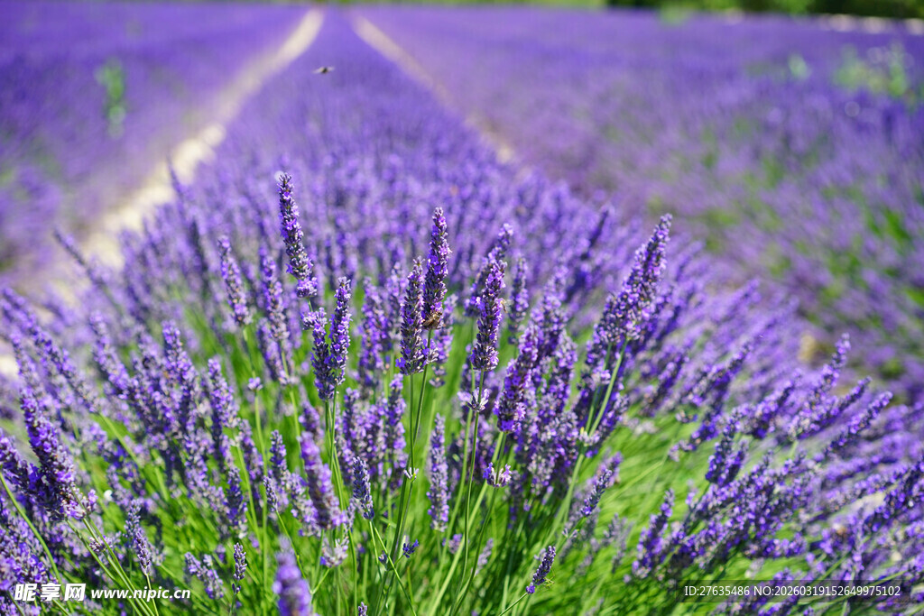 紫色薰衣草花田美景