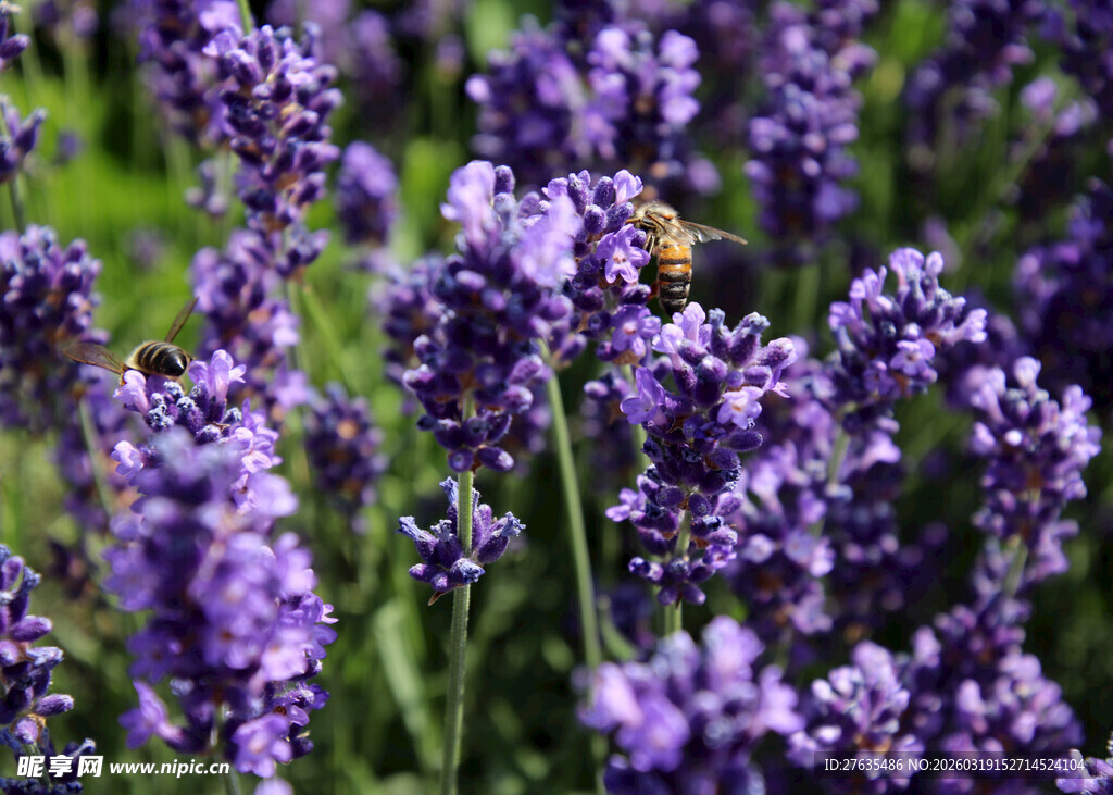 薰衣草花丛中的蜜蜂