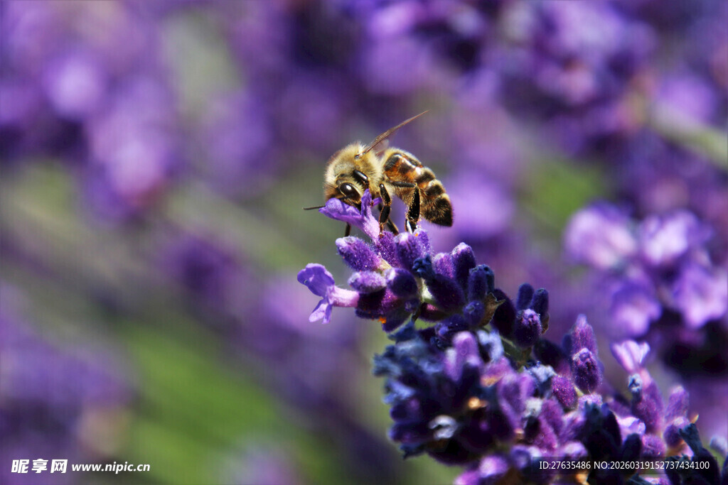蜜蜂采蜜于紫色薰衣草间