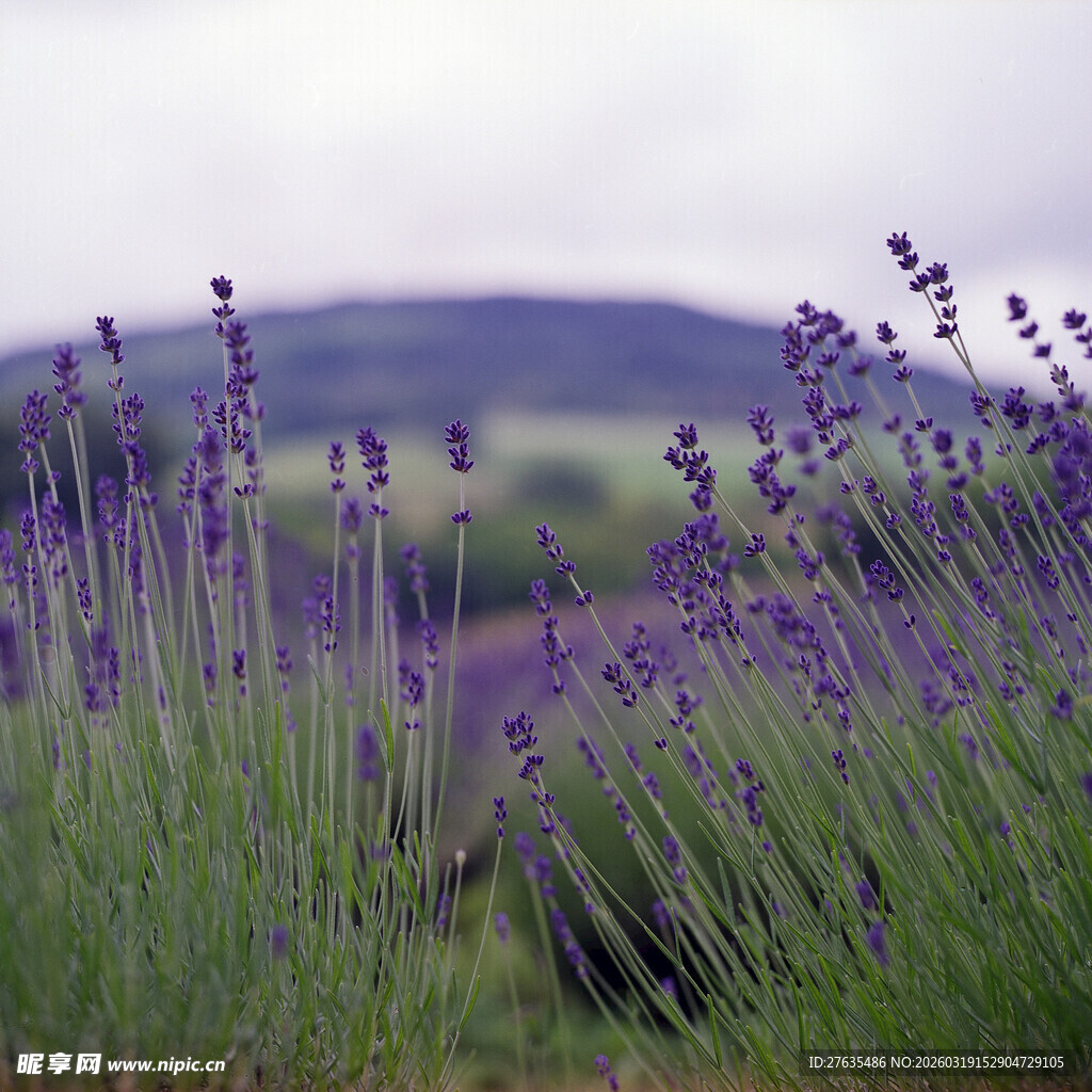 紫色薰衣草花田美景
