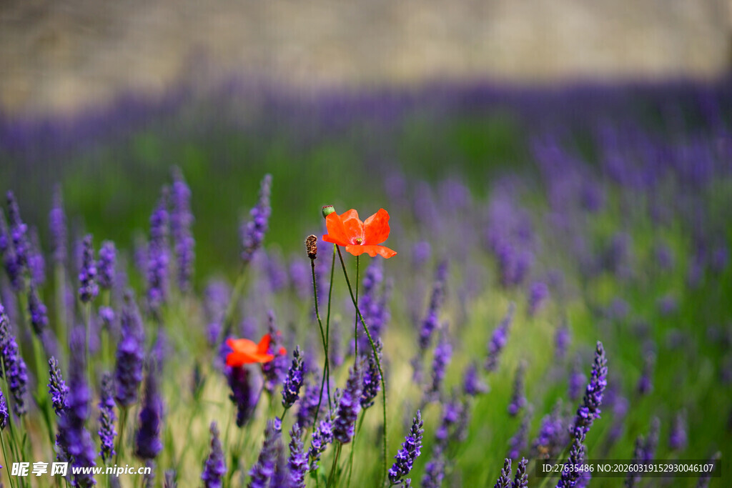 紫色薰衣草中的红色花朵