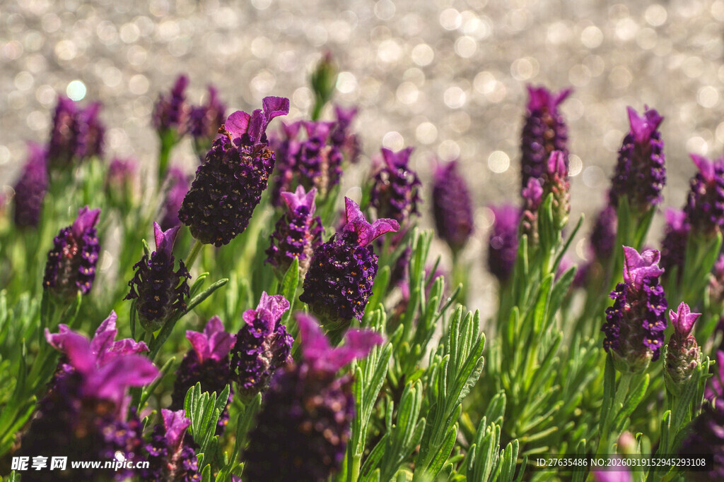 紫色薰衣草花丛特写