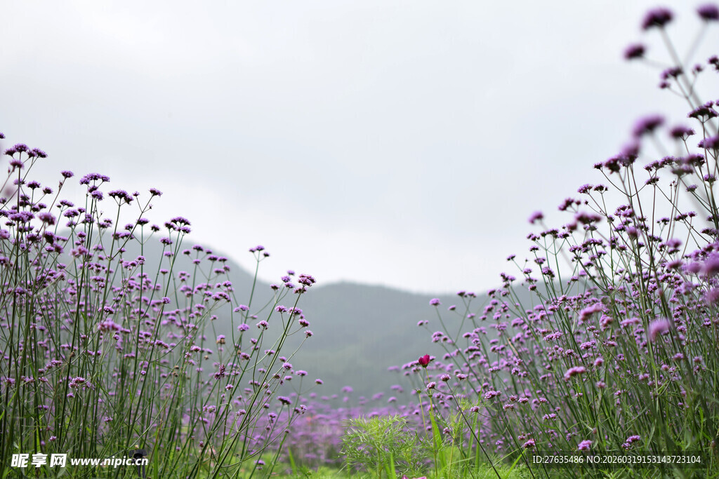 紫色花海中的自然美景