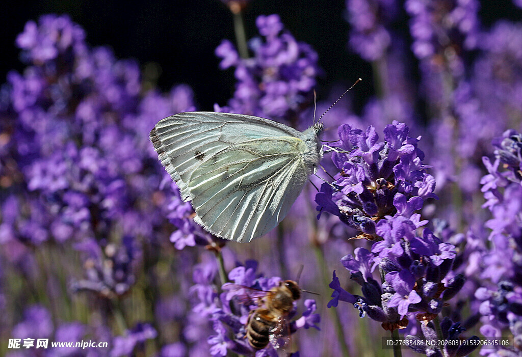 白蝶停驻在紫色薰衣草间