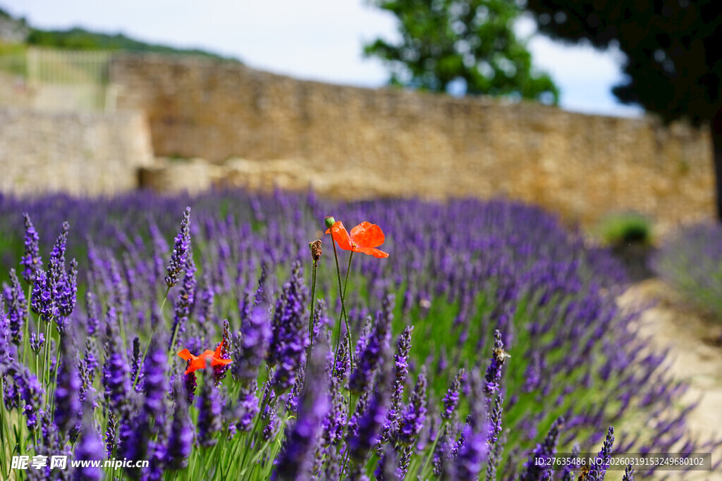 紫色薰衣草田中的红花