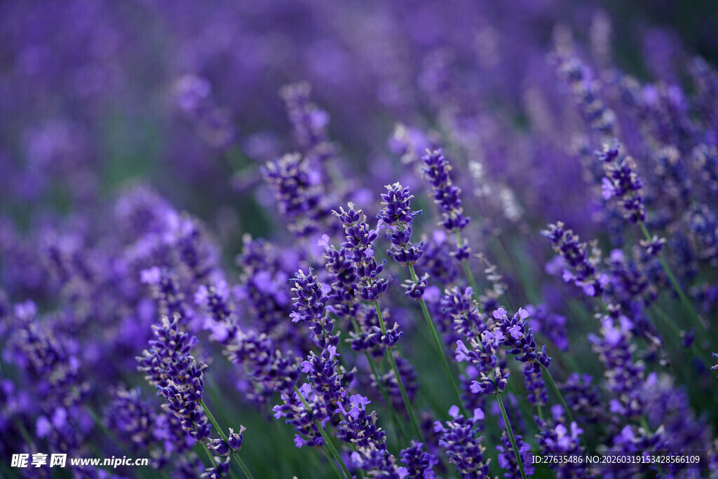 紫色薰衣草花海美景