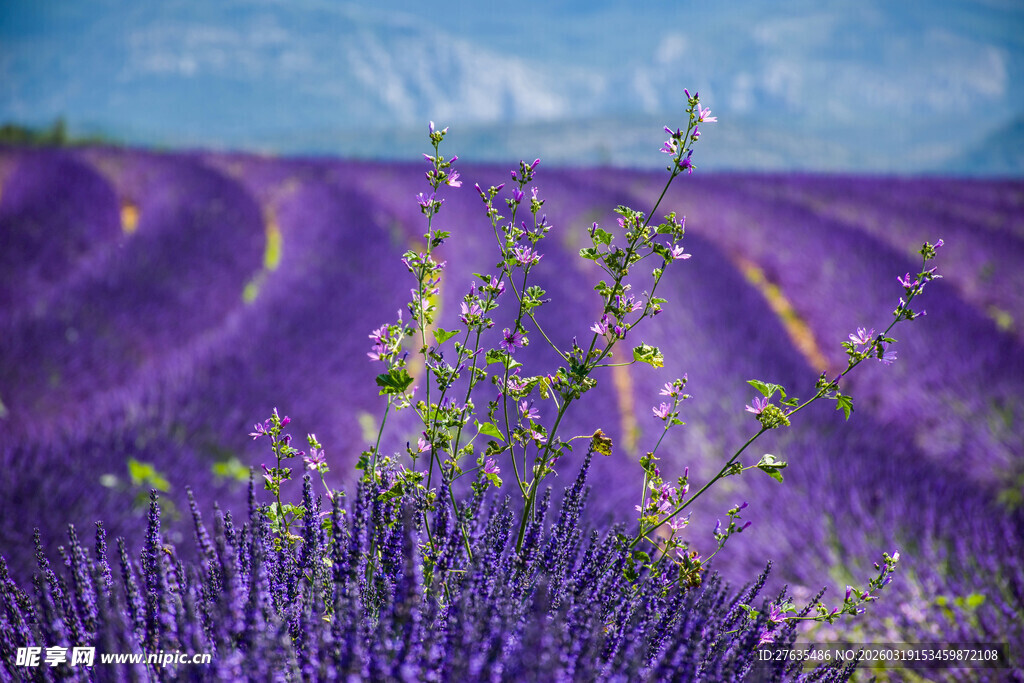 紫色薰衣草花田美景