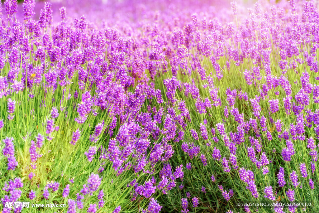 紫色薰衣草花海美景