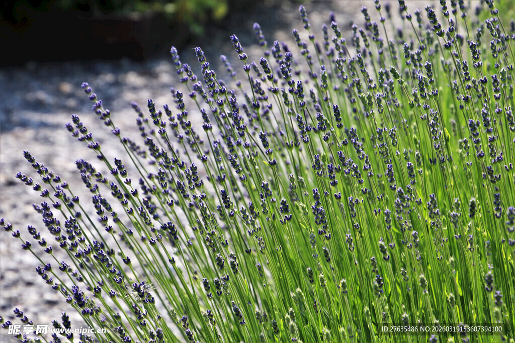 紫色薰衣草花丛美景