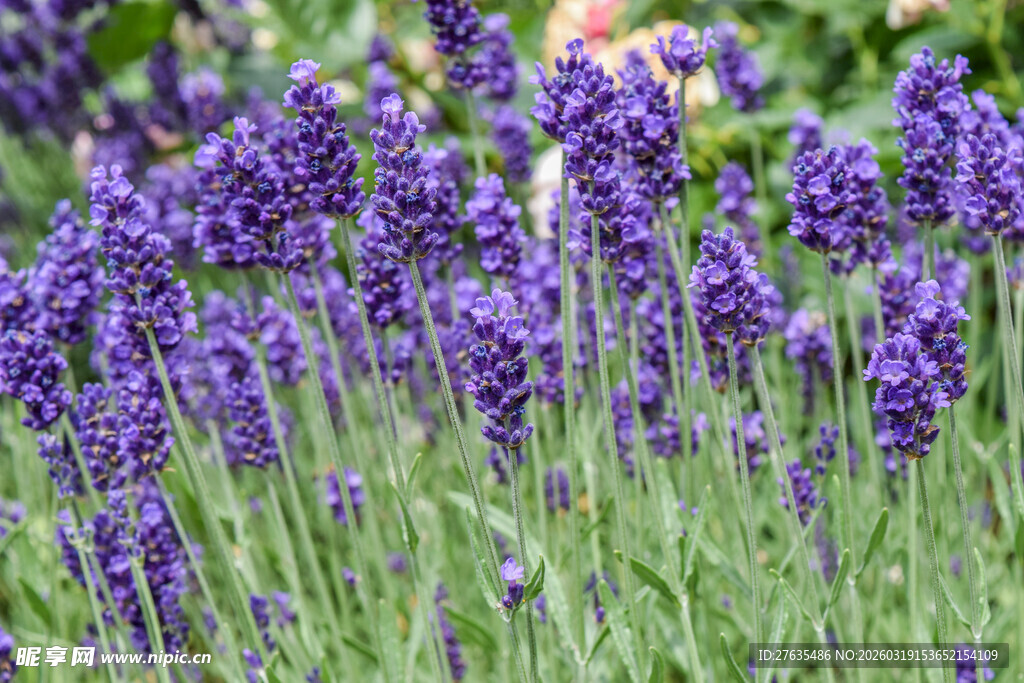 紫色薰衣草花海景观
