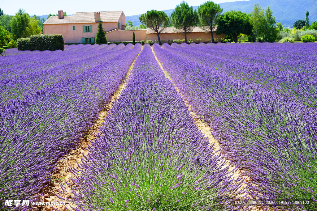 紫色薰衣草田的迷人风光