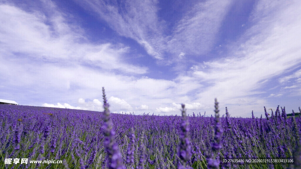 紫色薰衣草花海美景