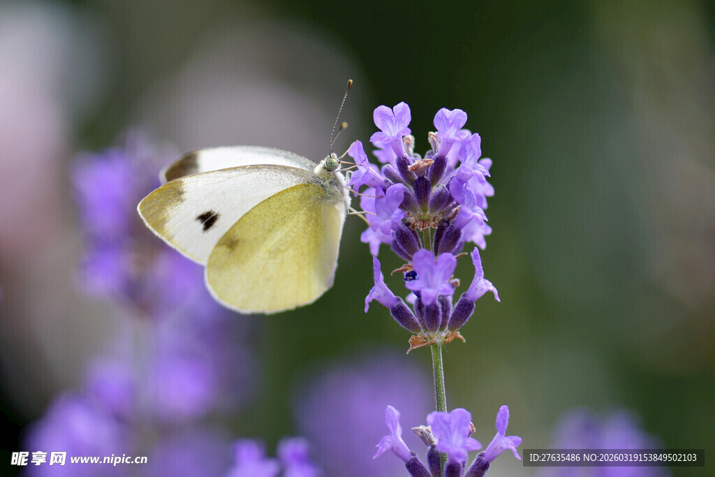 白蝶停驻紫色薰衣草