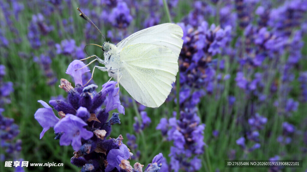 白蝶停驻紫色薰衣草间