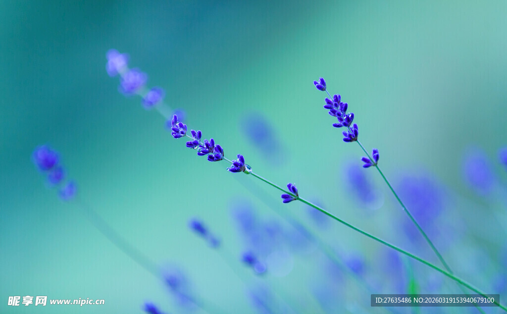 浪漫薰衣草花束特写
