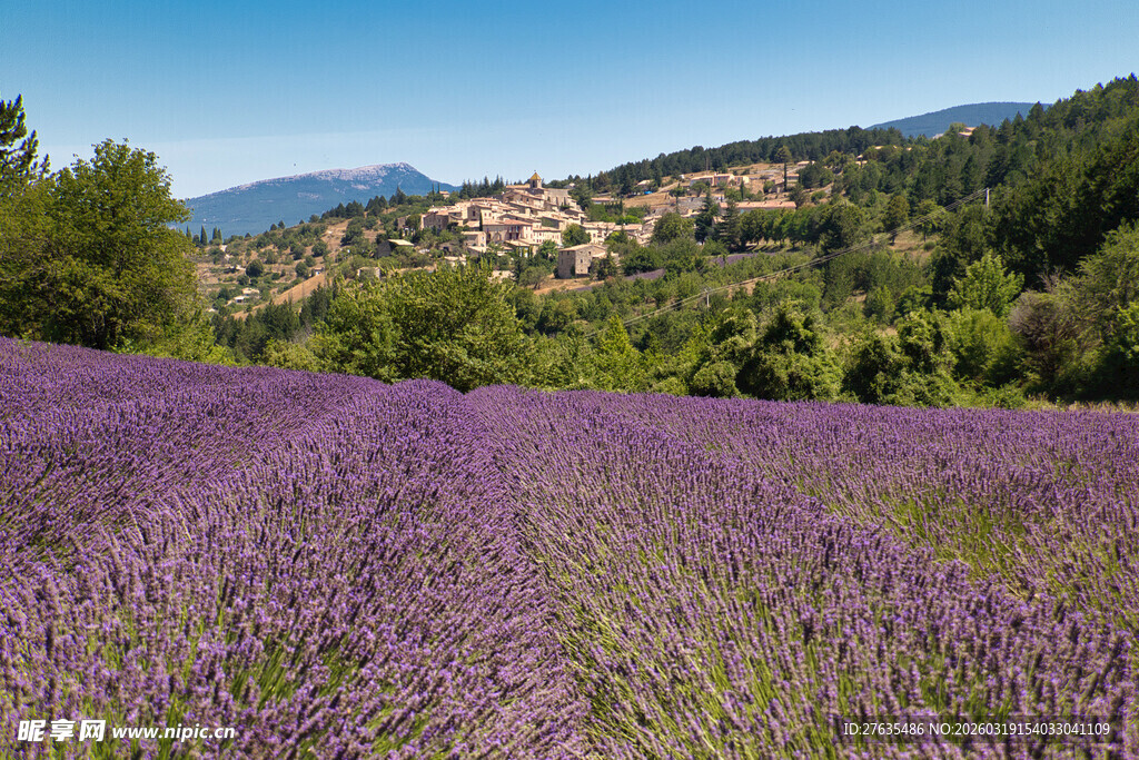紫色薰衣草田的美丽风光