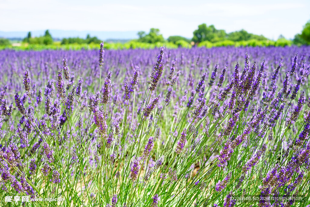 紫色薰衣草花田美景