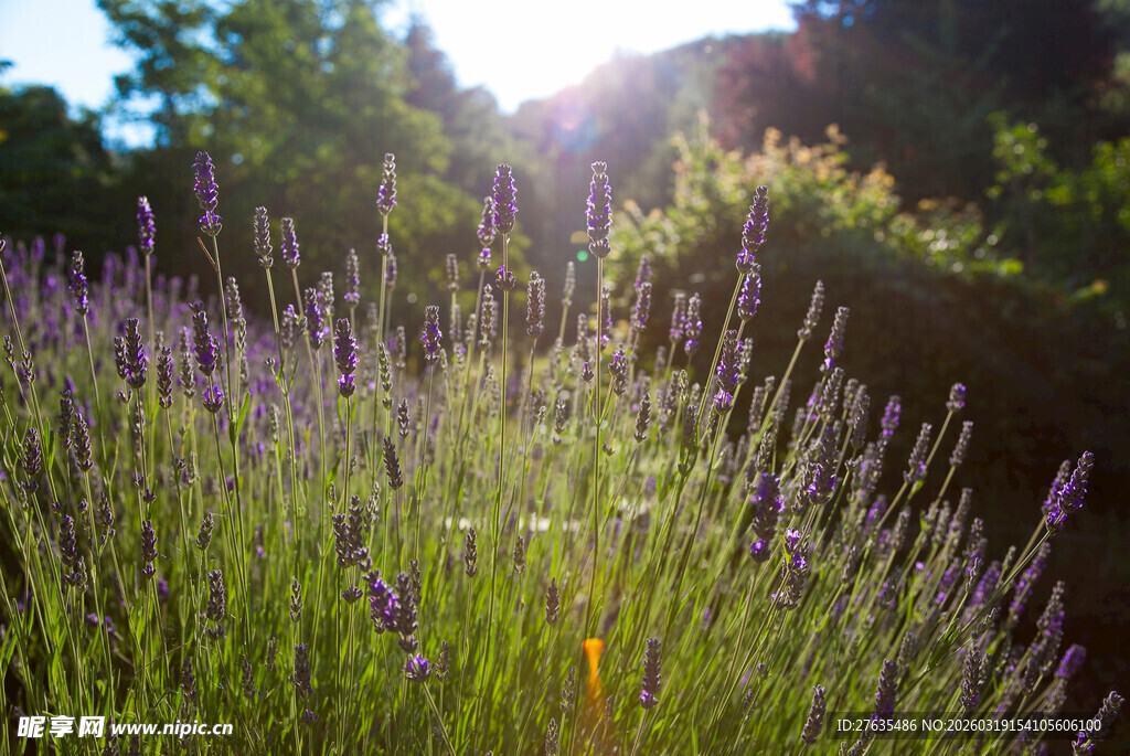 阳光下的薰衣草花田