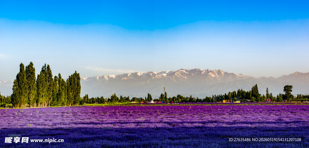 紫色薰衣草田与远处山峦