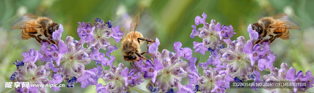 蜜蜂采蜜于紫色花丛中