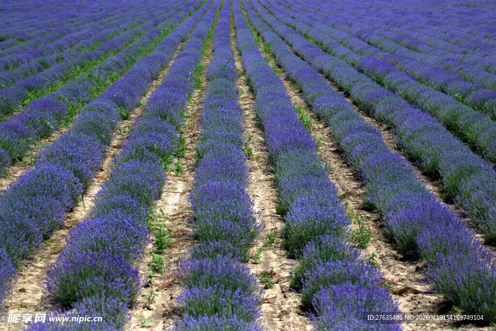 紫色薰衣草田的美丽景致