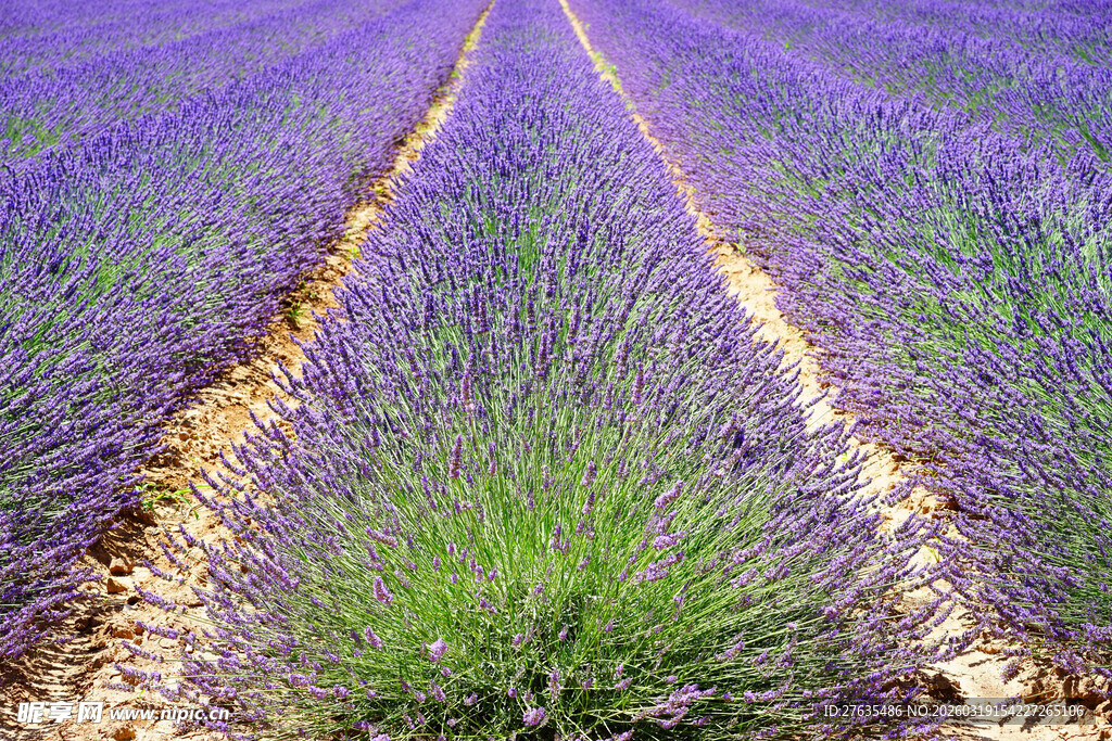 紫色薰衣草田的美丽景致