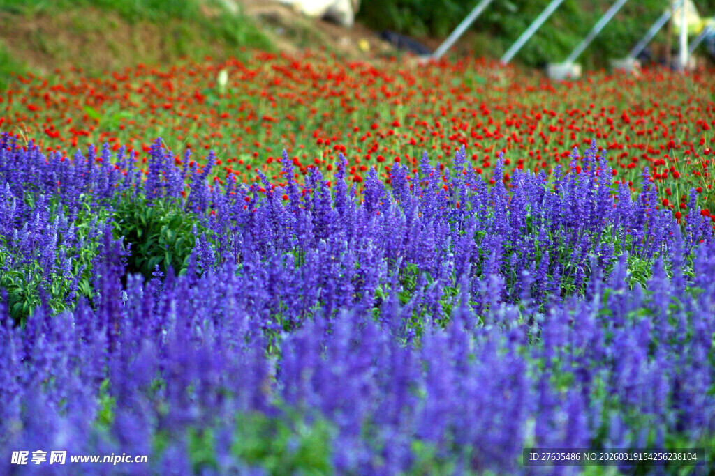 紫色与红色花卉绚丽景观