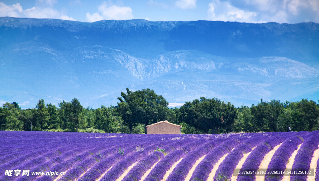 浪漫紫色薰衣草田美景