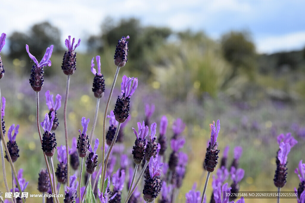 紫色薰衣草花田美景