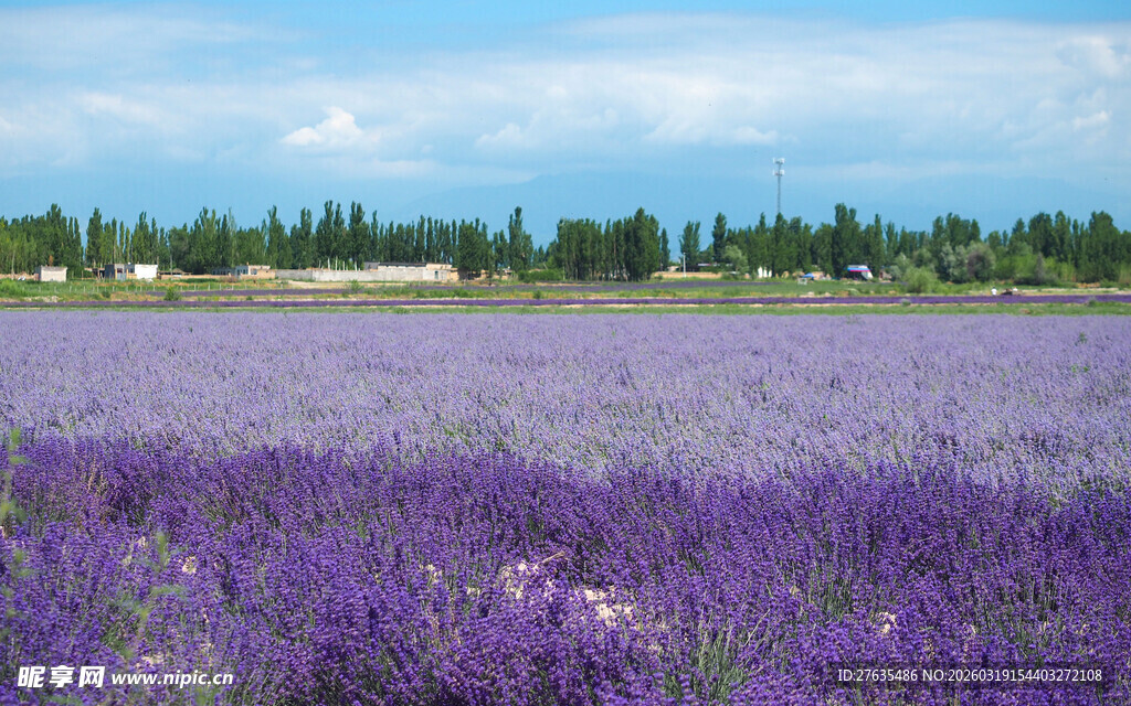 紫色薰衣草花海美景