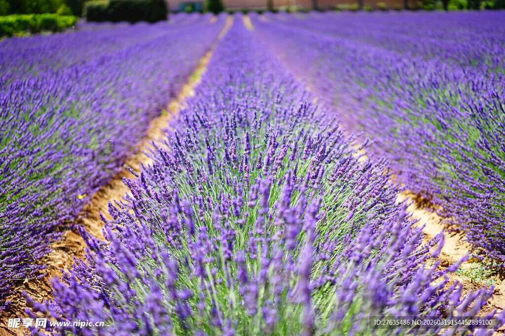 紫色薰衣草田的美丽景致