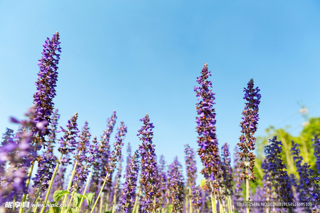 紫色薰衣草花海美景