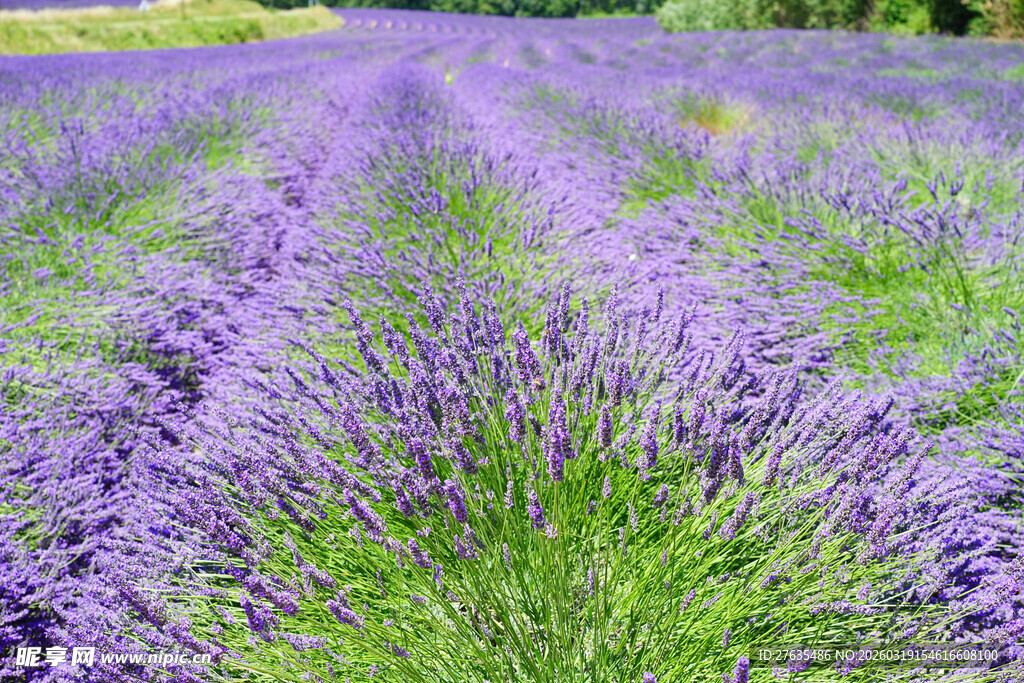 紫色薰衣草花田美景