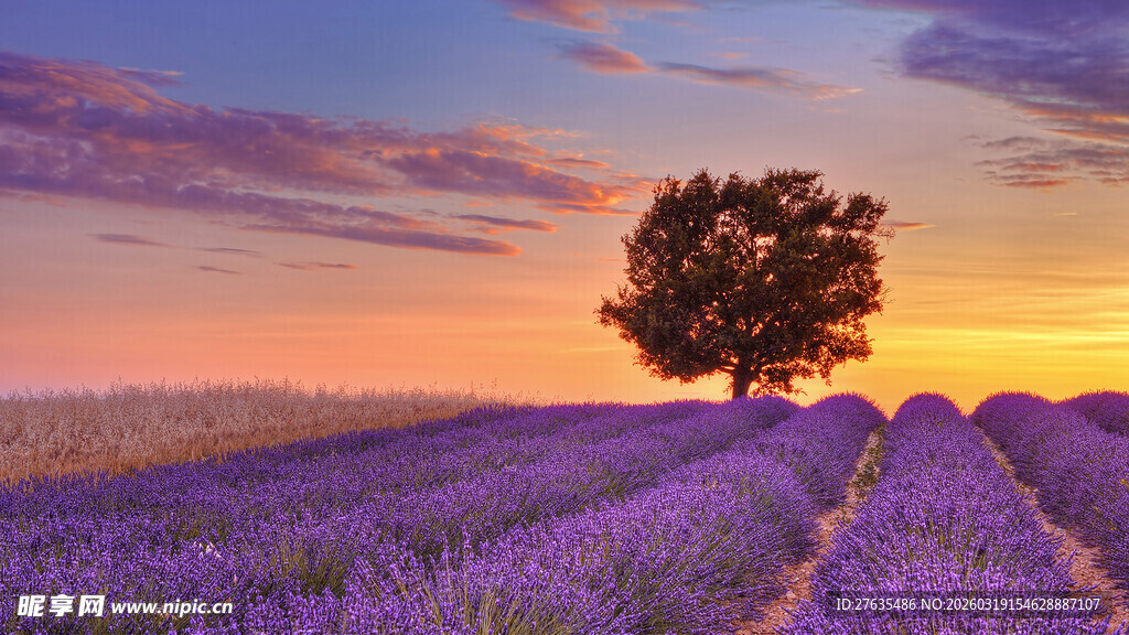 紫色薰衣草田中的孤树