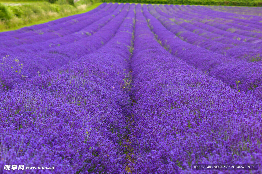 紫色薰衣草花田美景