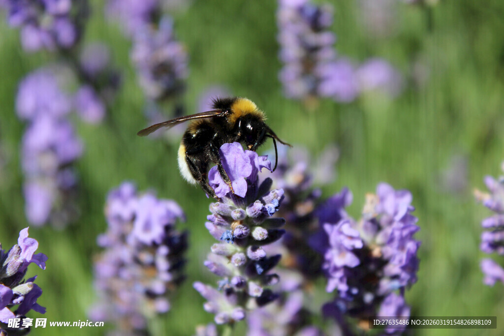 蜜蜂在薰衣草花丛中采蜜